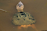 snapping turtle