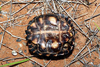 Texas Tortoise