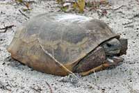 Gopher Tortoise