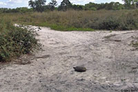 Gopher Tortoise