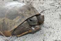 Gopher Tortoise