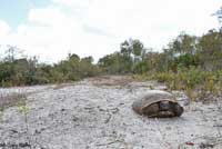 Gopher Tortoise