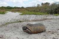 Gopher Tortoise