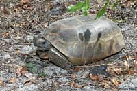 Gopher Tortoise