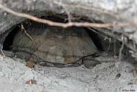 Gopher Tortoise