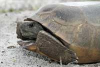 Gopher Tortoise