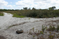 Gopher Tortoise habitat