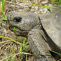 Gopher Tortoise