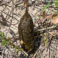 Gopher Tortoise