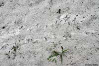 Gopher Tortoise tracks