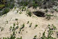 Gopher Tortoise tracks