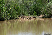 Yellow Mud Turtle