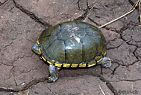 Yellow Mud Turtle