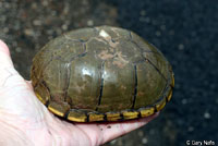 Yellow Mud Turtle