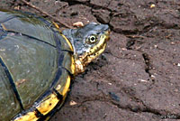 Yellow Mud Turtle