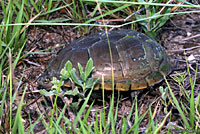 Yellow Mud Turtle