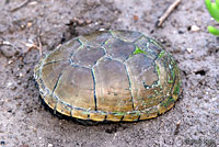 Yellow Mud Turtle