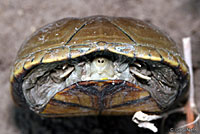 yellow mud turtle