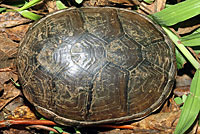 Southeastern Mud Turtle