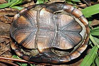 Southeastern Mud Turtle