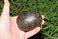 Southeastern Mud Turtle