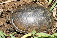 Southeastern Mud Turtle