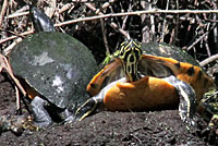 Florida Red-bellied Cooter