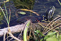 Florida Red-bellied Cooter