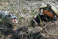 Florida Red-bellied Cooter