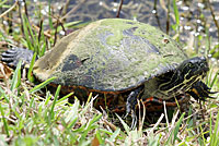 Florida Red-bellied Cooter