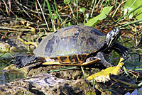 Peninsular Cooter