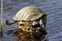 Peninsular Cooter