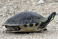 Peninsular Cooter