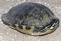 Peninsular Cooter