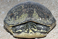 Peninsular Cooter