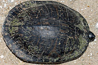 Peninsular Cooter