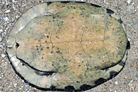 Peninsular Cooter