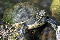 Peninsular Cooter