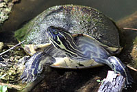 Peninsular Cooter