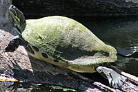 Peninsular Cooter