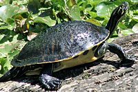 Peninsular Cooter