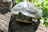 Peninsular Cooter