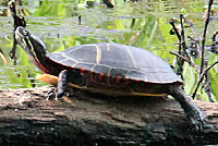 Western Painted Turtle