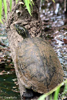 Texas Cooter