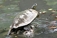 Texas Cooter