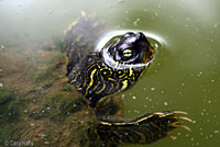 turtle