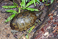 Eastern Musk Turtle