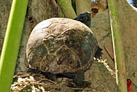 Eastern Musk Turtle