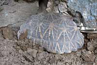 Indian Star Tortoise