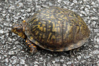 Woodland Box Turtle